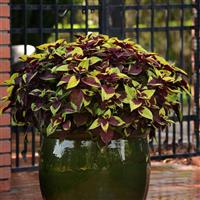 Pineapple Surprise Coleus, Premium Sun Container