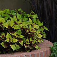 Pineapple Surprise Coleus, Premium Sun Landscape