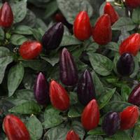 Acapulco XP™ Purple Ornamental Pepper Bloom