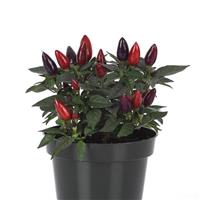 Acapulco XP™ Purple Ornamental Pepper Container