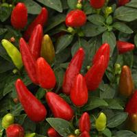 Acapulco XP™ Red Ornamental Pepper Bloom