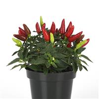 Acapulco XP™ Red Ornamental Pepper Container