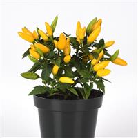 Acapulco XP™ Yellow Ornamental Pepper Container