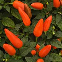 Acapulco XP™ Dark Orange Ornamental Pepper Bloom