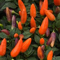 Acapulco XP™ Multicolor Orange Ornamental Pepper Bloom