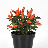 Acapulco XP™ Multicolor Orange Ornamental Pepper Container