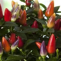 Acapulco XP™ Multicolor Red Ornamental Pepper Bloom