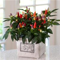 Acapulco XP™ Multicolor Red Ornamental Pepper Container