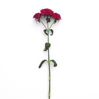 Amazon™ Neon Cherry Dianthus Single Stem, White Background