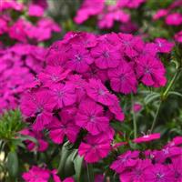 Amazon™ Neon Purple Dianthus Bloom