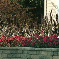 Amazon™ Neon Purple Dianthus Commercial Landscape 2