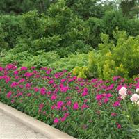 Amazon™ Neon Purple Dianthus Commercial Landscape 3
