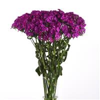 Amazon™ Neon Purple Dianthus Mono Vase, White Background
