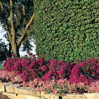 Amazon™ Neon Purple Dianthus Landscape