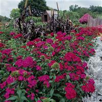Amazon™ Neon Duo Dianthus Commercial Landscape 2