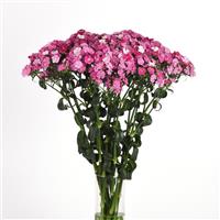 Amazon™ Rose Magic Dianthus Mono Vase, White Background