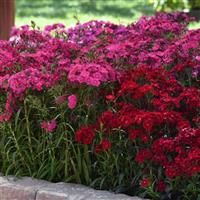 Dianthus Rockin'™ Rose Commercial Landscape 1