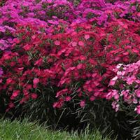 Dianthus Rockin'™ Rose Landscape