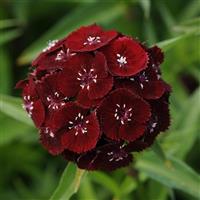 Sweet™ Black Cherry Dianthus Bloom