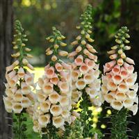 Digitalis Dalmatian Peach Landscape