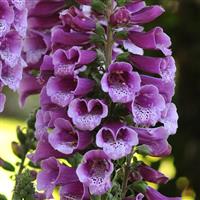 Digitalis Dalmatian Purple Bloom