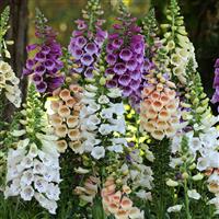 Digitalis Dalmatian Mixture Bloom