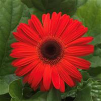 Mega Revolution™ Orange with Dark Eye Gerbera Bloom