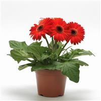 Mega Revolution™ Orange with Dark Eye Gerbera Container