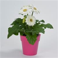 Mega Revolution™ White with Light Eye Gerbera Container