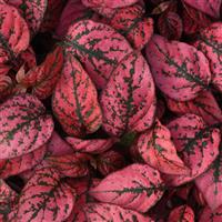 Splash Select™ Red Hypoestes Bloom