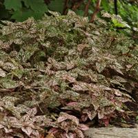 Splash Select™ Rose Hypoestes Landscape