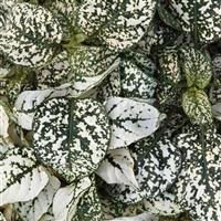 Splash Select™ White Hypoestes Bloom