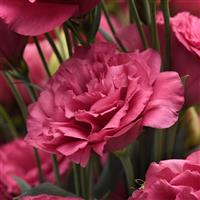 Can Can Carmine Rose Lisianthus Bloom