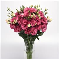 Can Can Carmine Rose Lisianthus Mono Vase, White Background