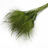 Frosted Explosion Panicum Grower Bunch