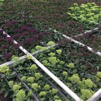 Lake Michigan Violet Trachelium Greenhouse