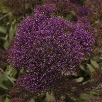 Lake Michigan Purple Trachelium Bloom