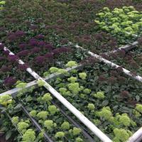 Lake Michigan Purple Trachelium Greenhouse