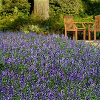 Serena® Blue Angelonia Commercial Landscape 2