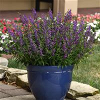 Serena® Purple Angelonia Container