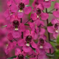 Serena® Rose Angelonia Bloom