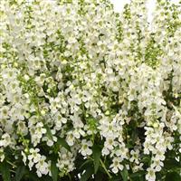 Serena® White Angelonia Bloom