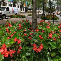 Dragon Wing® Red Begonia Landscape