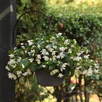 Dragon Wing® White Begonia Basket