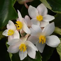 Dragon Wing® White Begonia Bloom