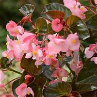 Megawatt™ Pink Bronze Leaf Begonia Bloom