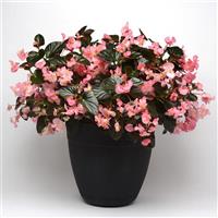 Megawatt™ Pink Bronze Leaf Begonia Container