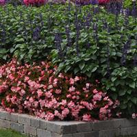 Megawatt™ Pink Bronze Leaf Begonia Landscape