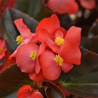Megawatt™ Red Bronze Leaf Begonia Bloom