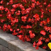 Megawatt™ Red Bronze Leaf Begonia Commercial Landscape 1